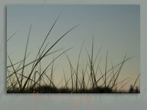 Cape May, Cape May, NJ, shore, beach, Wildwood, Wildwood, NJ, ocean, surf, Wildwood Crest,Stone Harbor, Avalon